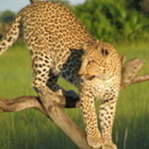 Cropped  leopard pre jump 2