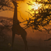 Cropped giraffe sunset   2006 08 22 at 18 21 52