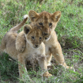 Cropped tanzania lion cubs