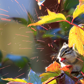Cropped  mg 0085 chipmunk