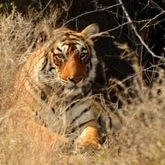 Cropped copy of dscn5606 tigerface crop