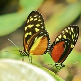 Cropped mr mrs butterfly man kay koon