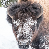 Cropped dsc 5554 bison face byjegriffiths