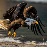Cropped eagles2015 3216