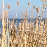 Cropped image