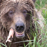 Cropped alaska10 katmai 111