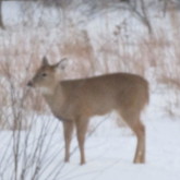Cropped photo 1 021