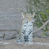 Cropped tiger cub