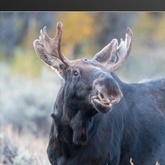 Cropped grand teton yellowstone 05