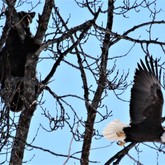 Cropped bearcub eagle