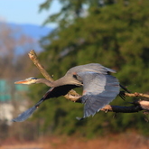 Cropped img 6808