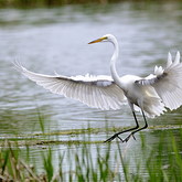Cropped dsc4557m