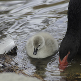 Cropped swan lake 3