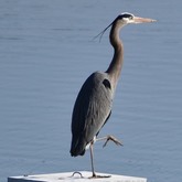 Cropped greyheron14 nc