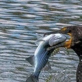 Cropped img 4389