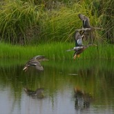 Cropped img 0031