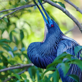 Cropped rt 2542 tri colored heron bobs his head 8x10