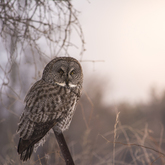 Cropped owl2