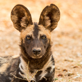 Cropped africa painted dog   notch