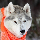 Cropped tess1   may want more