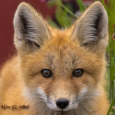 Cropped  dsc2543small