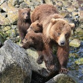 Cropped brown bear sow and cubs