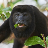 Cropped clivechampionimage