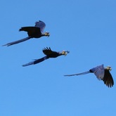 Cropped hyacinth macaws