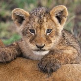 Cropped lion cub