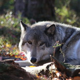 Cropped sunning wolf