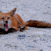 Cropped red fox
